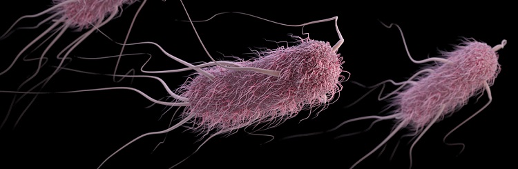 E-coli bacteria. 