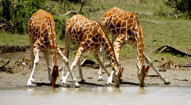 How Do Giraffes Drink Water? | Inside Science