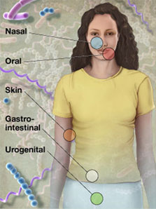 Diagram showing microbe habitats across areas of a clothed woman's body. 