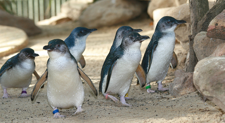 World's Smallest Penguins Menaced By A Warming Ocean | Inside Science
