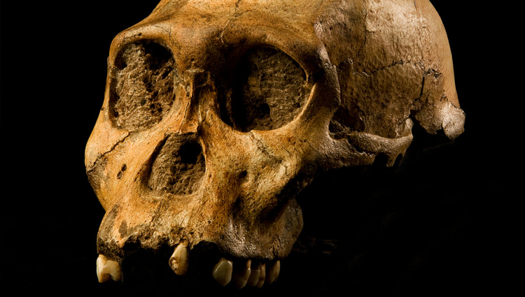 Hominid skull fossil.