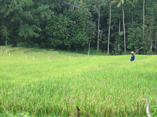  Carbon Dioxide Threaten Rice Crops