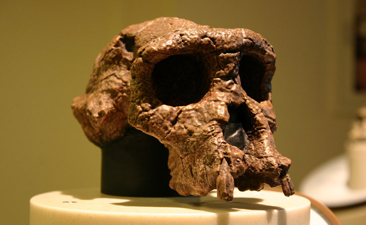 Fossil skull.