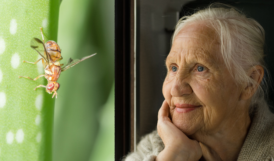 Elderly woman gazing at an insect outside the window.