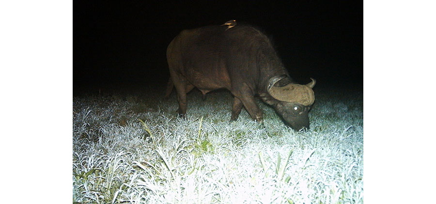 At night, oxpeckers' fondness for buffalo waned, with justtwo nocturnal instances of oxpeckers riding on buffalo.