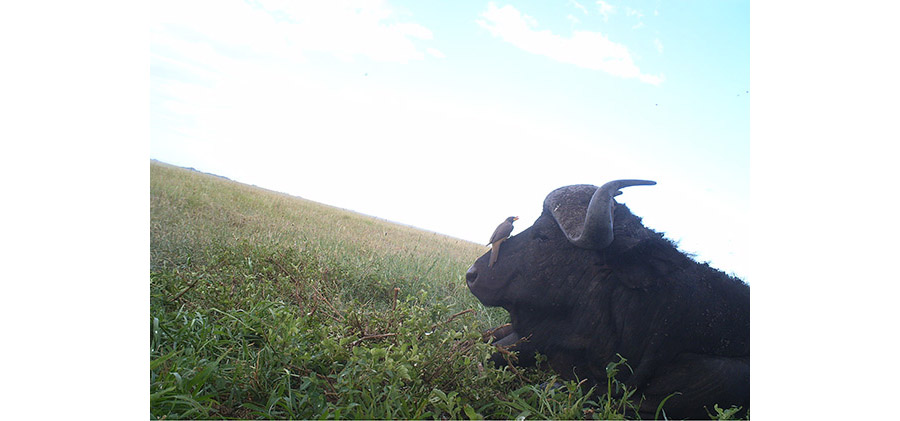 Buffalo are the oxpeckers' preferred hosts during the daytime