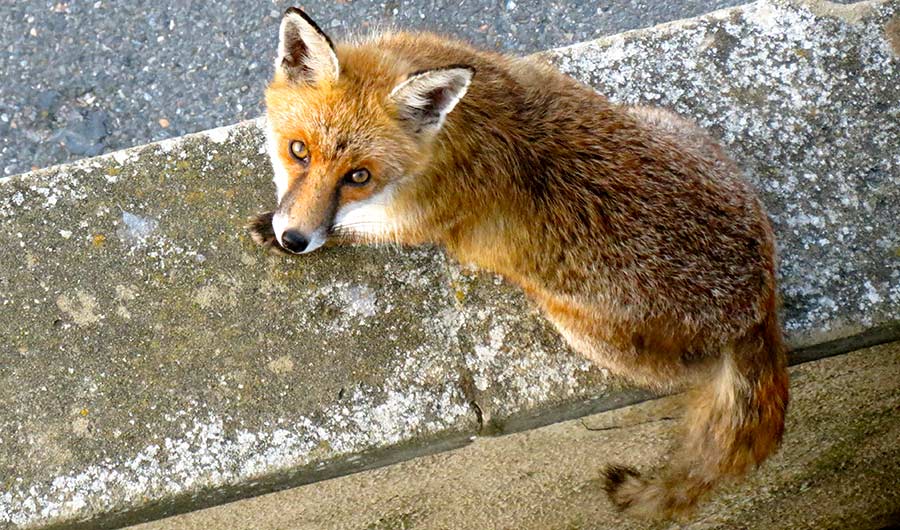 Urban silver fox Red Fox
