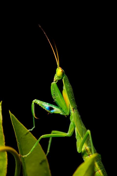 New Zealand mantis