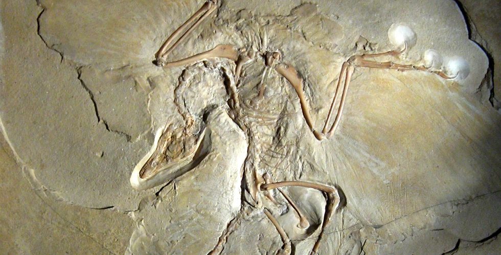 Dino bird fossil
