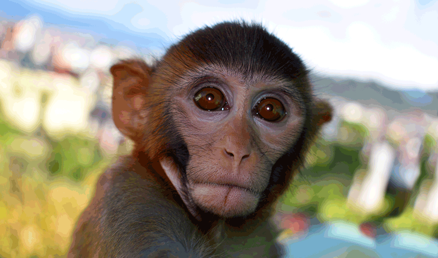 Monkeys Donâ€™t Trust Bad Avatars | Inside Science