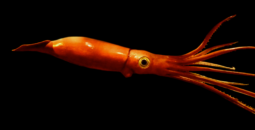 Giant squid