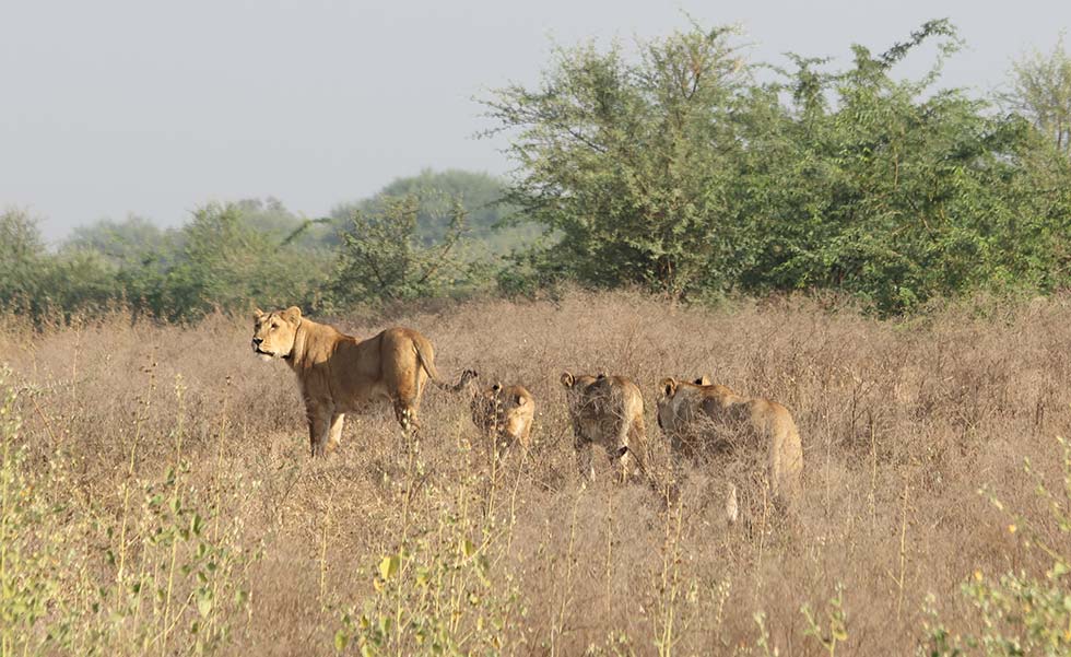 Mother lion leading pride