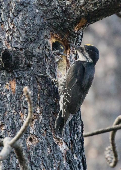 california woodpecker