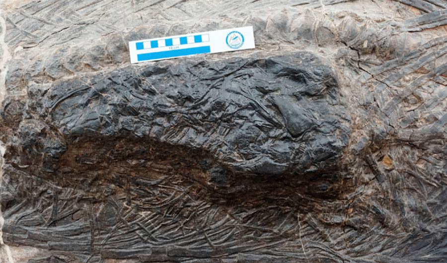 ichtyosaur fossil stomach