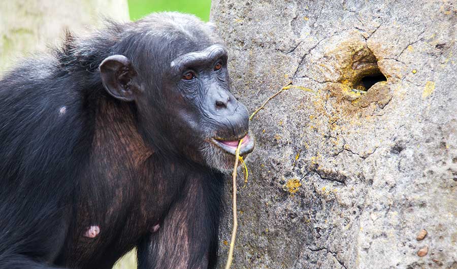 chimp using tool