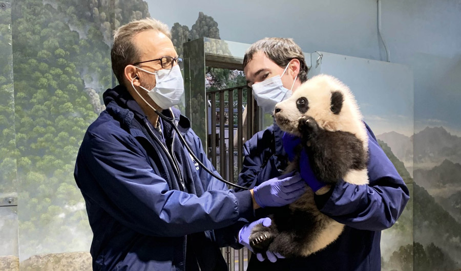 Xiao Qi Ji at a veterinary checkup