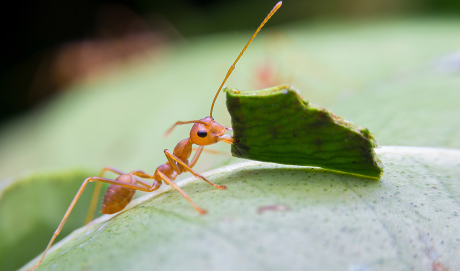 Acromyrmex leafcutter ant