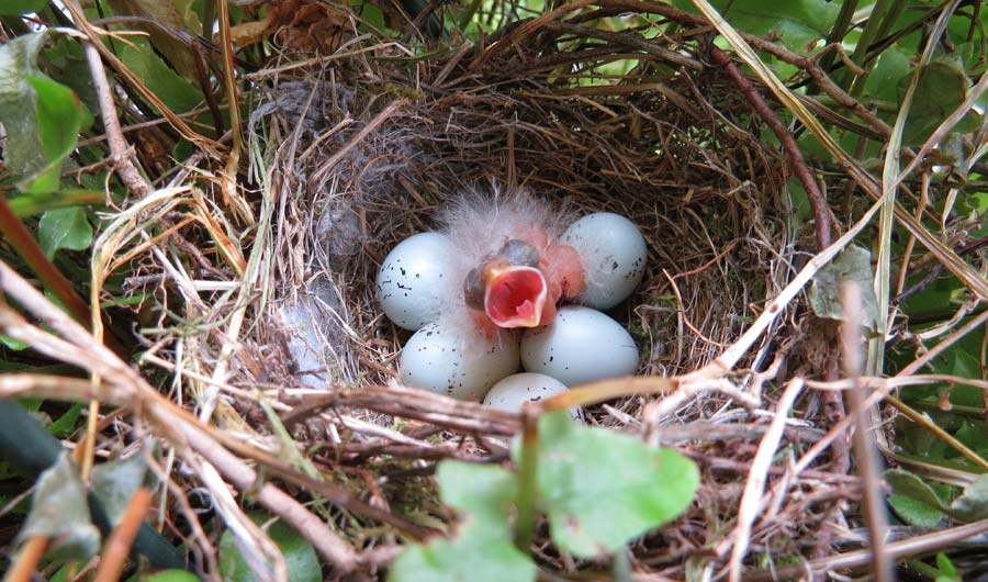 Bird hatching in nest