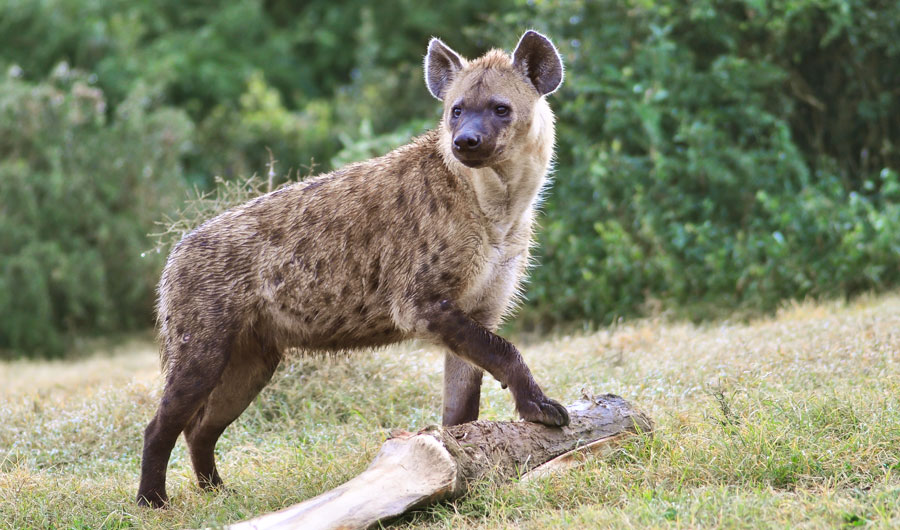 Hyenas' Bone Crunching Helps Recycle Nutrients | Inside Science