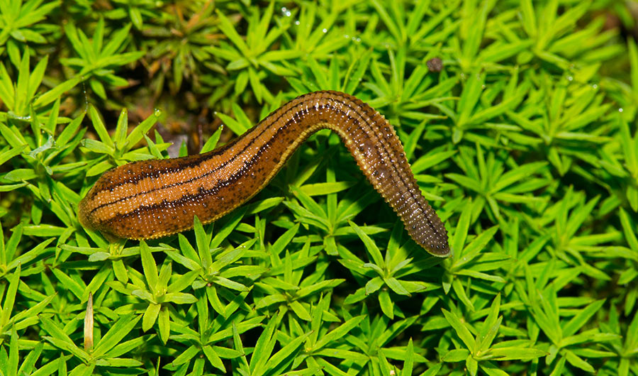 Leech from genus Haemadipsa, against a background of green moss.