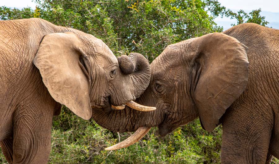 Two elephants face each other, with their faces close together.