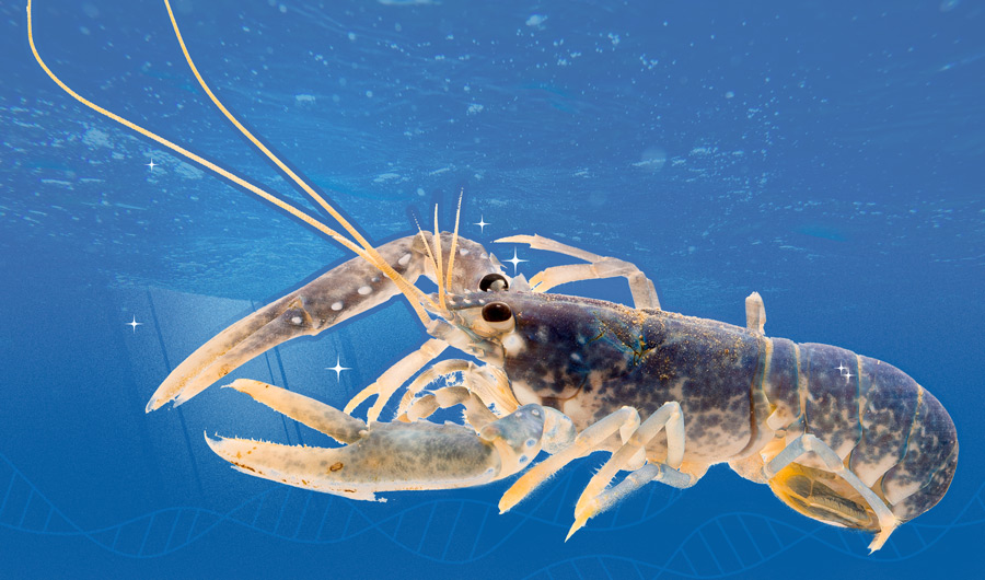 A Lobster’s Age Doesn’t Show, But DNA Could Give Hints