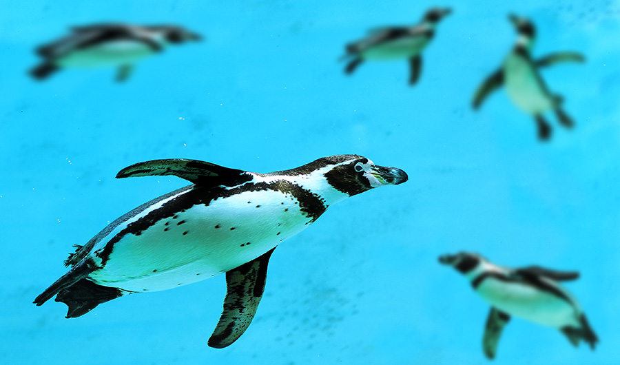 Penguin swims in the foreground of the image as others swim in the pale blue water in the background.