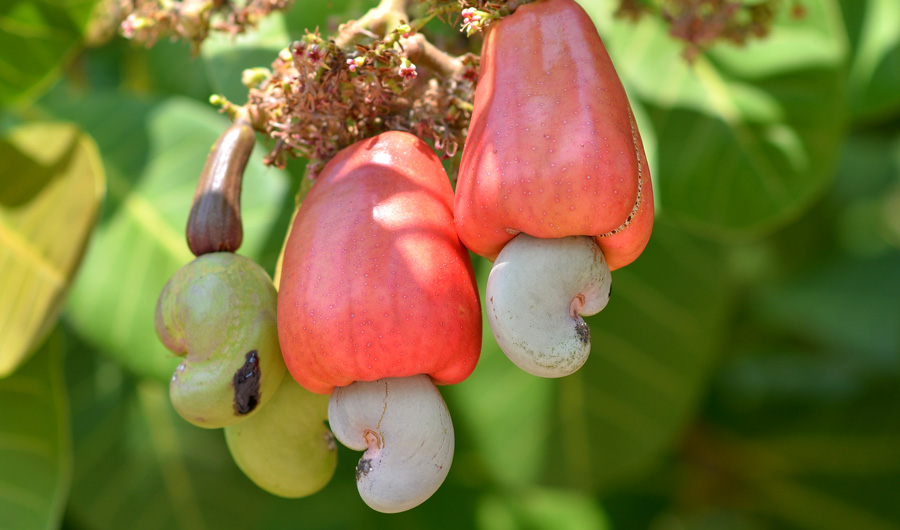 Cashew seeds growing on the outside of cashew apples. 