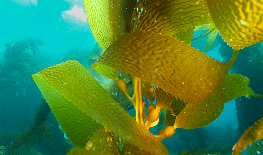 Kelp Elevator Could Give Biofuels a Lift - Inside Science News Service