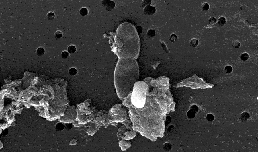 Water From South African Mine May Contain Life That Was Isolated for 2 Billion Years - Inside Science News Service