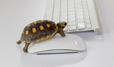 Web-surfing turtle