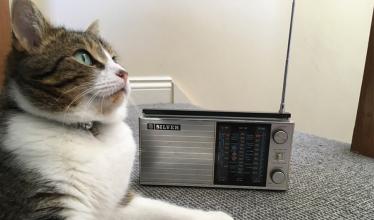 cat listening to radio