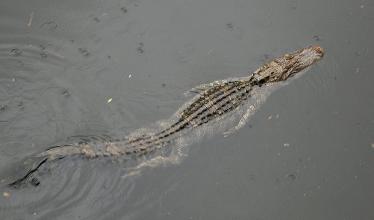 Slinky alligator