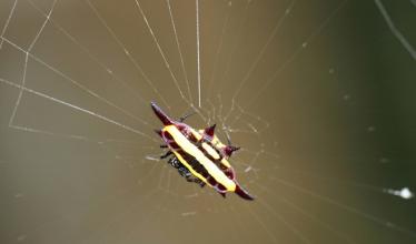 Jeweled Orb-Web Spider