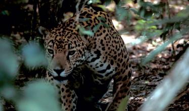 A jaguar looking to the side of the camera, with tight focus, amidst blurry brush and tree branches 