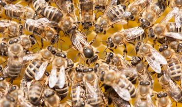 worker bees surrounding queen