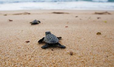 young loggerhead sea turtles photographed from behind, as they move from the beach into the ocean.