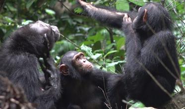 Three chimpanzees perched near each other in a forest